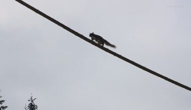 'Nutty Narrows' has company: Duvall joins Washington state's squirrel bridge club
