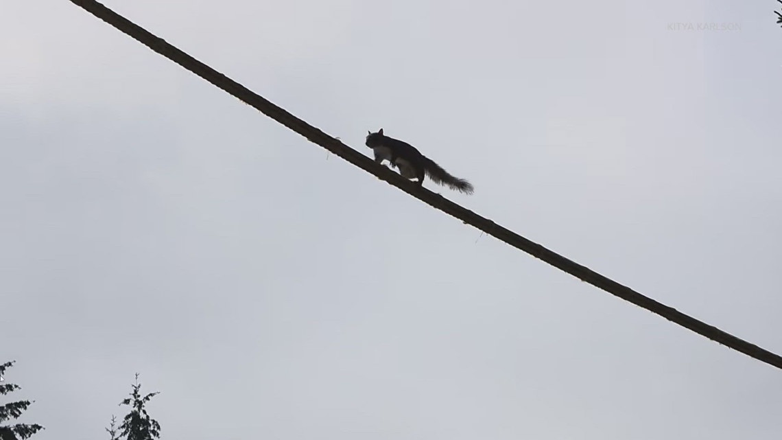 'Nutty Narrows' has company: Duvall joins Washington state's squirrel bridge club
