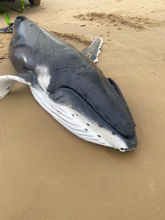 The stranded humpback whale on Greenhills Beach.