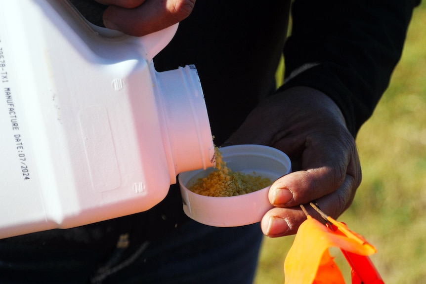 yellow baits being poured by hands into container