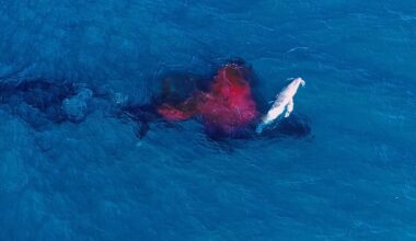 Humpback whale birth. Alexander Forrest-ORRCA