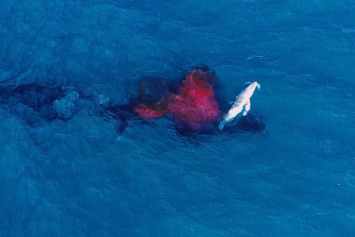 Humpback whale birth. Alexander Forrest-ORRCA