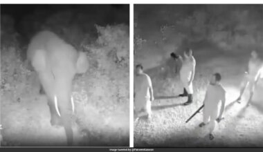 IFS Officer's Video Shows How AI Alert Helped Stop Elephant Herd From Entering Village
