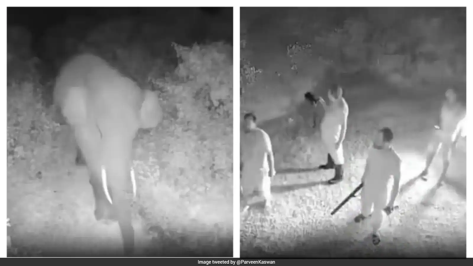 IFS Officer's Video Shows How AI Alert Helped Stop Elephant Herd From Entering Village