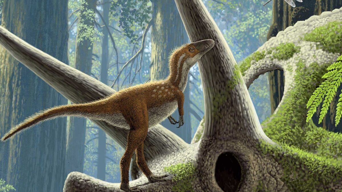T. Rex Babies Were No Bigger Than House Cats—But Already Deadly