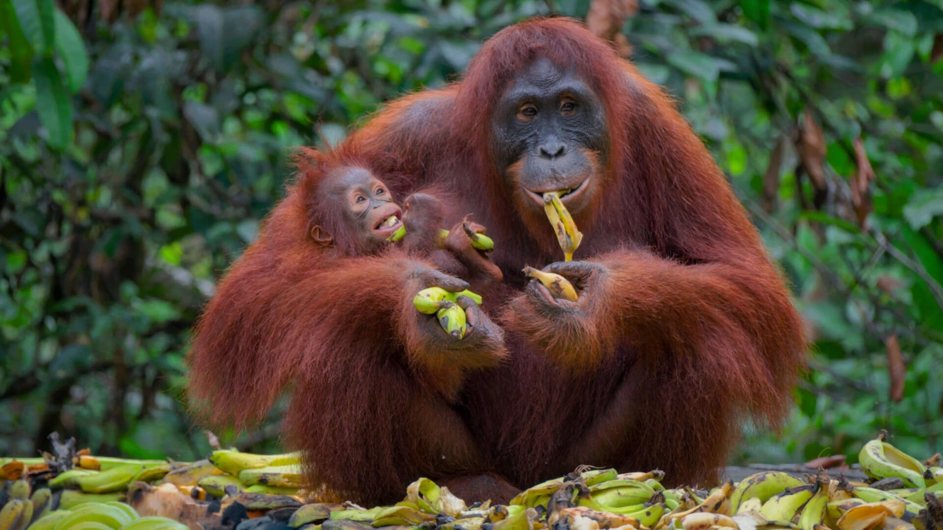Female of the orangutan with a cub in native habitat