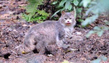 Predator Free Dunedin gets $3.9 million boost