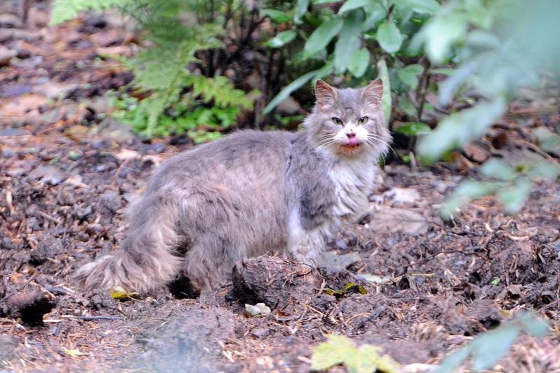 Predator Free Dunedin gets $3.9 million boost