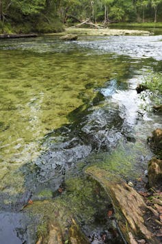 Algae settles along the banks and rocks of a body of water