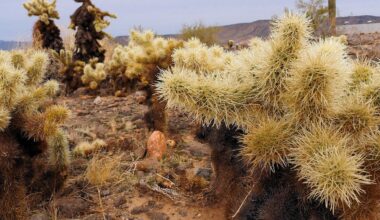 Cacti spines, snake fangs, snail love darts – oh my! How function drives the evolution of nature’s puncture tools