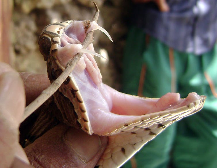 A snake with its mouth open, and a handler holding a stick under its fangs to show them off