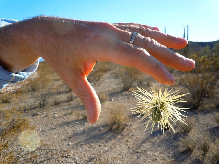 A small piece of cactus covered in long spines, one of which is stuck in the tip of a man's finger