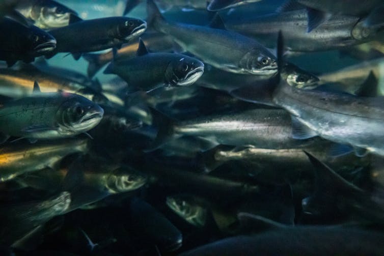 a group of silvery salmon swim