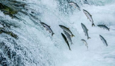 Canada’s infrastructure projects could damage Pacific salmon habitats