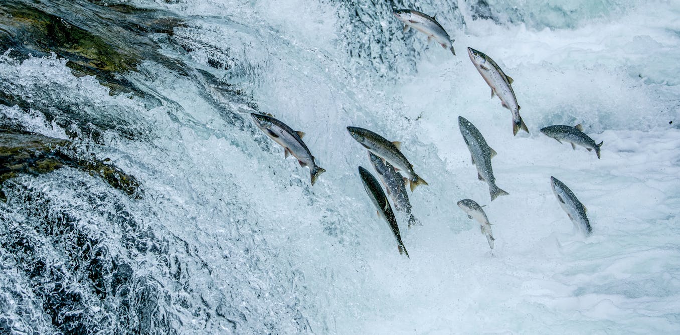 Canada’s infrastructure projects could damage Pacific salmon habitats