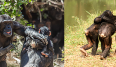 Great apes were using touch to reassure and keep the peace six million years before humans evolved – new research