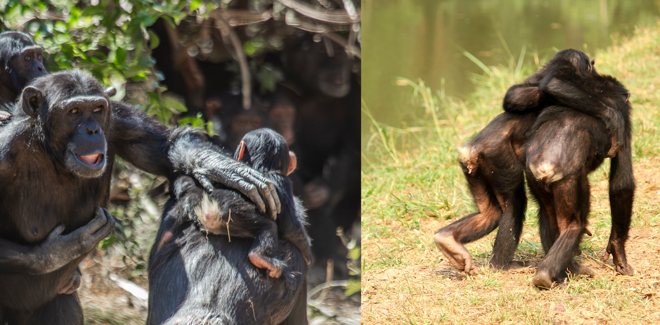 Great apes were using touch to reassure and keep the peace six million years before humans evolved – new research