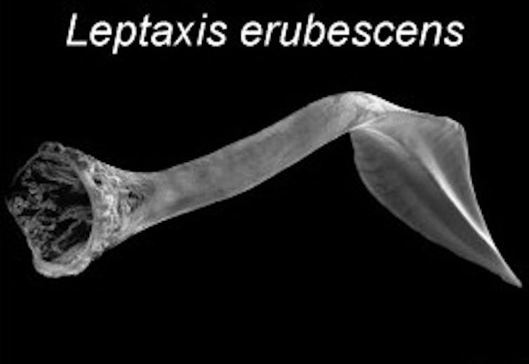 A microscope image of a love dart, which looks like a tiny spear