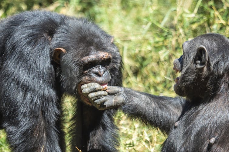 Female chimpanzee offers hand to male who takes it into his mouth.