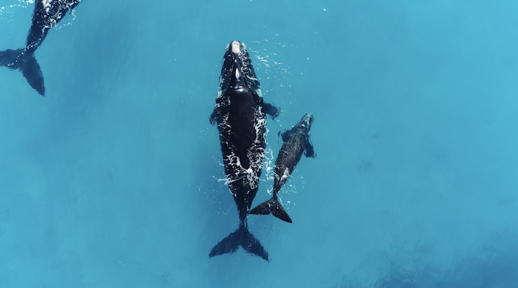 Two black whales swimming through clear, shallow, blue water.