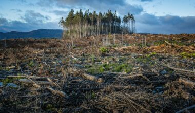 New study finds clear-cut logging can dramatically increase flood risk