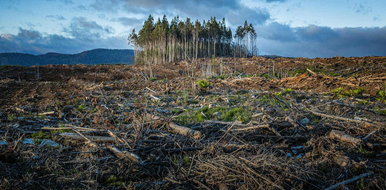 New study finds clear-cut logging can dramatically increase flood risk
