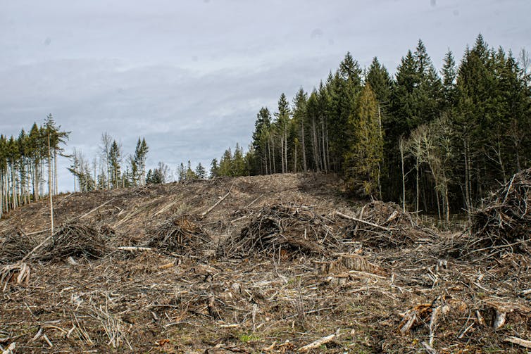 trees near a logged area of forest