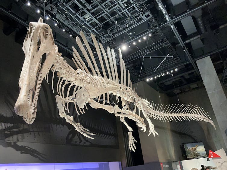 Huge dinosaur skeleton suspended from ceiling.