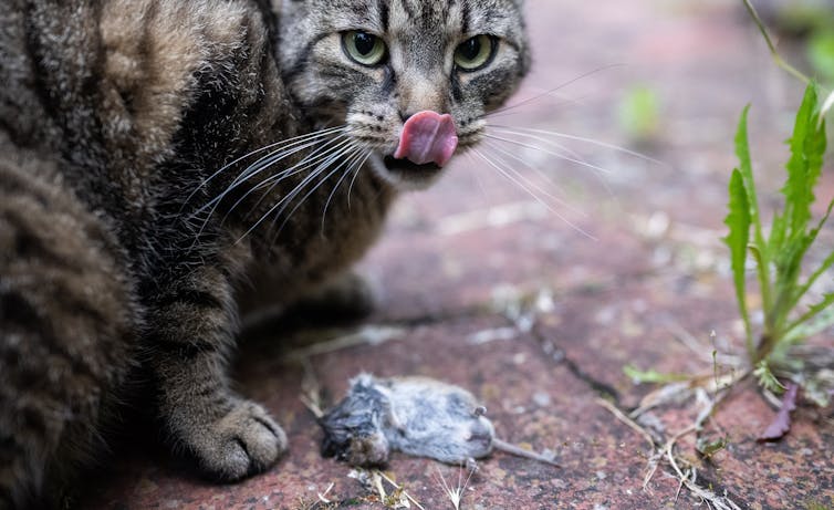 A cat licks its lips while crouching over a dead mouse.