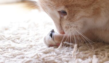 Beyond birds and mice, free-ranging cats eat a surprising number of insects
