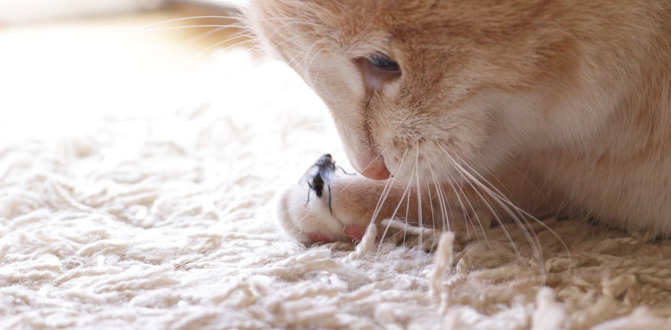 Beyond birds and mice, free-ranging cats eat a surprising number of insects