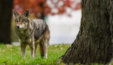 Unhoused people and wildlife are increasingly coming into contact. Here’s what can be done to protect them