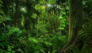 Tropical forests can stop acting as carbon sinks during El Niño, says research