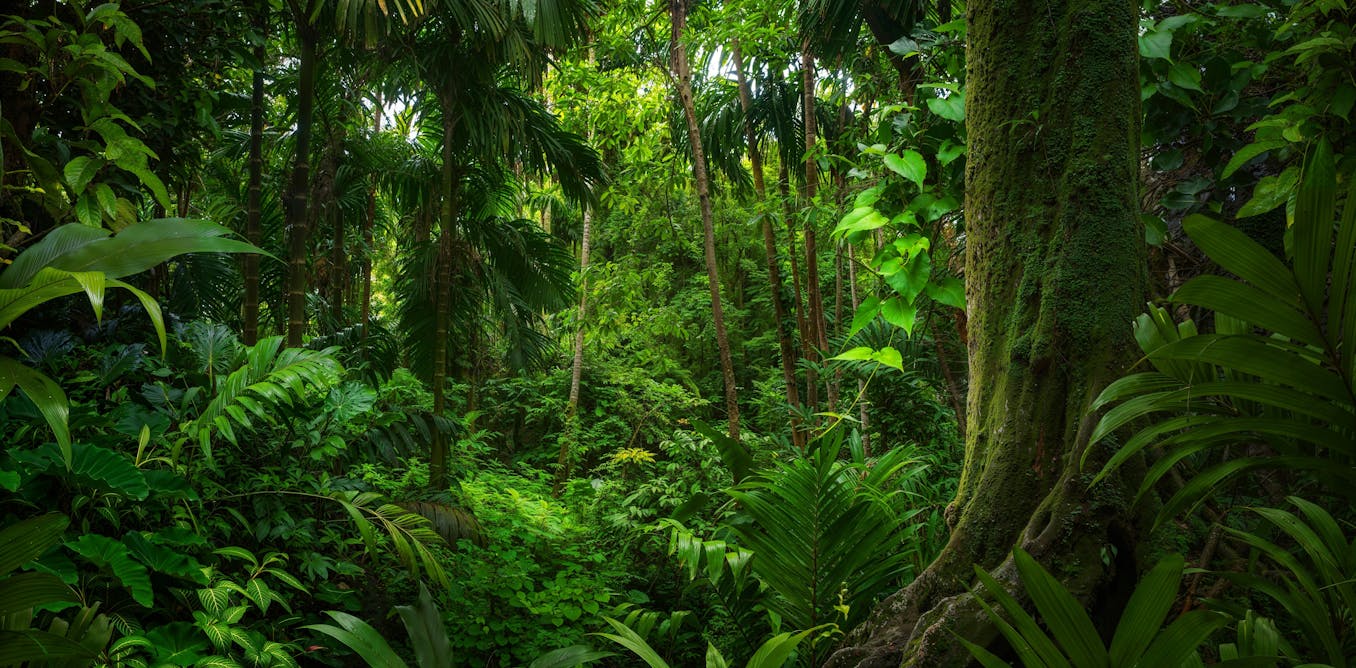 Tropical forests can stop acting as carbon sinks during El Niño, says research