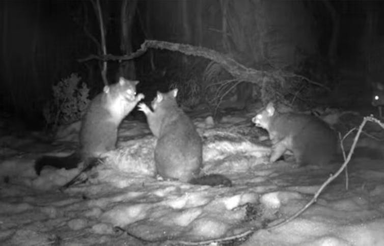 A group of possums scavenging together at night.