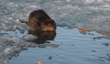 Beavers are emerging sooner in spring amid warmer weather