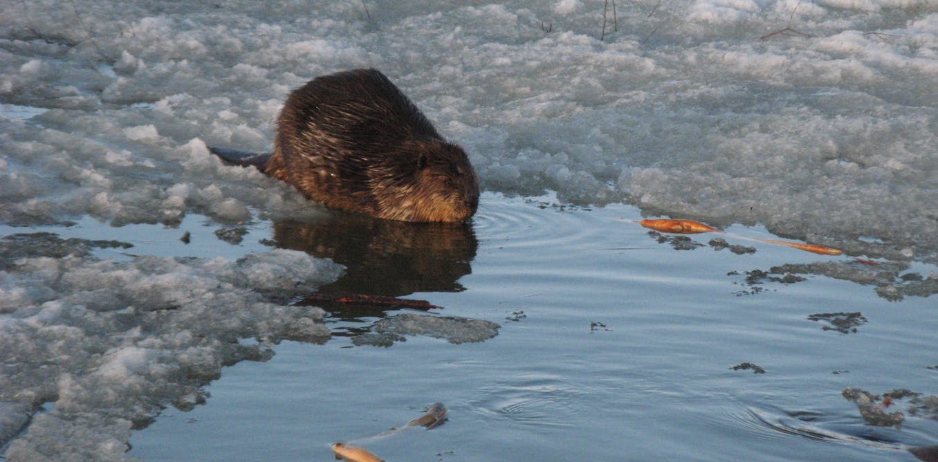 Beavers are emerging sooner in spring amid warmer weather