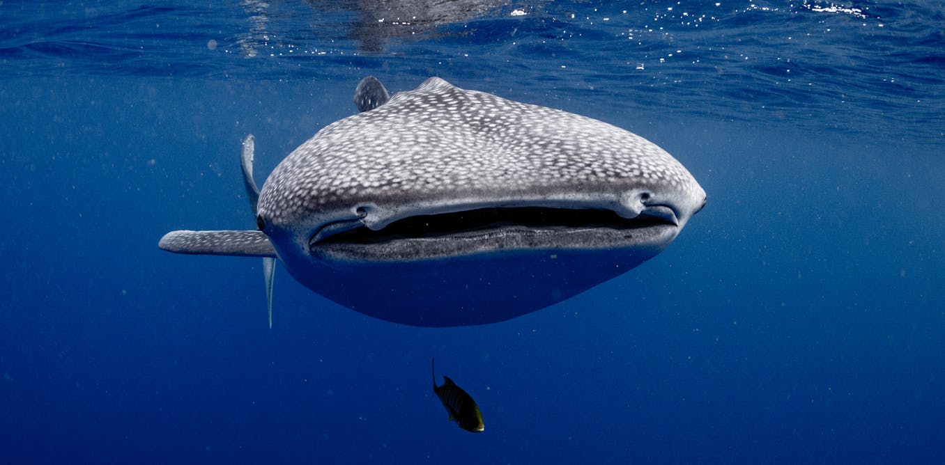 We attached cameras to whale sharks and captured krill chases never witnessed before