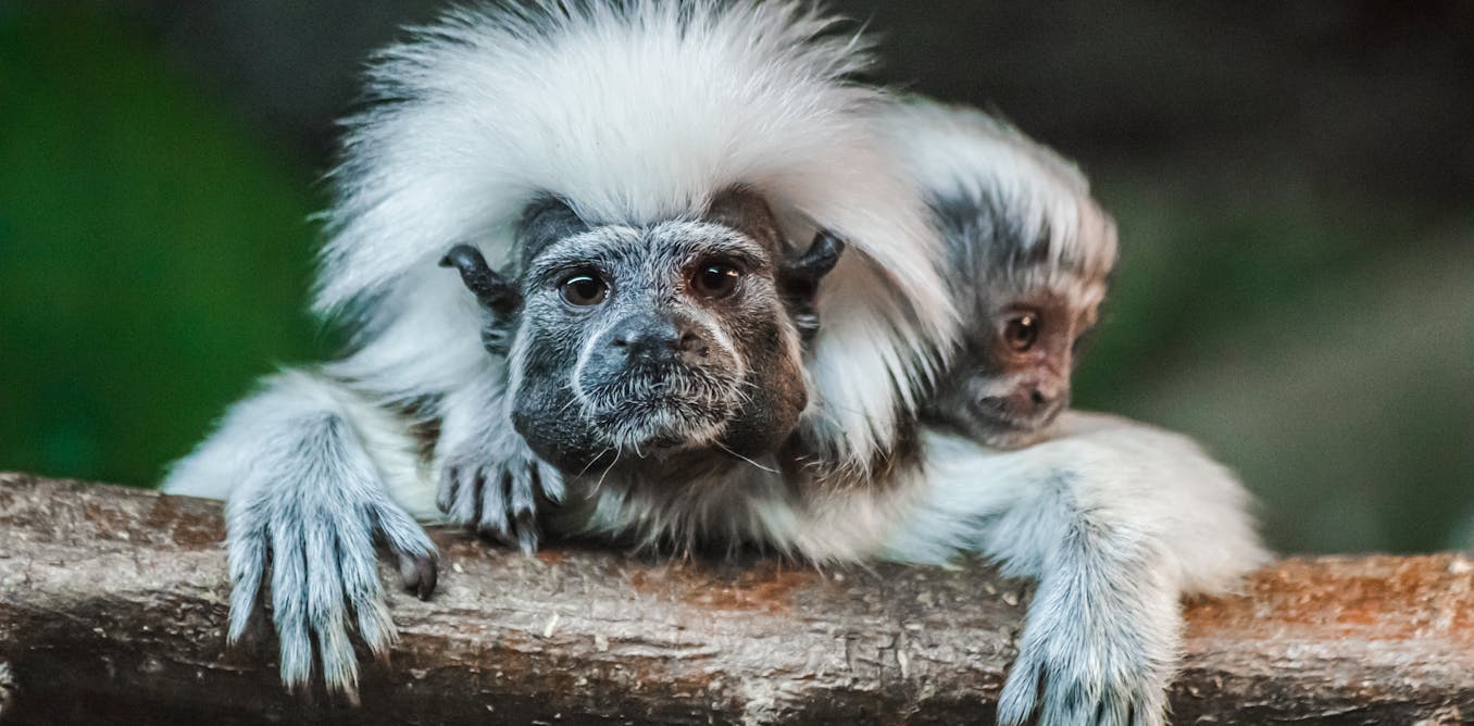 Why some primates have even tougher births than humans