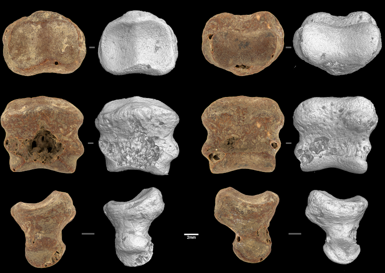 A collection of close-up images of small bones.