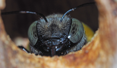 Big bees have the most to lose as global CO₂ levels rise: new research
