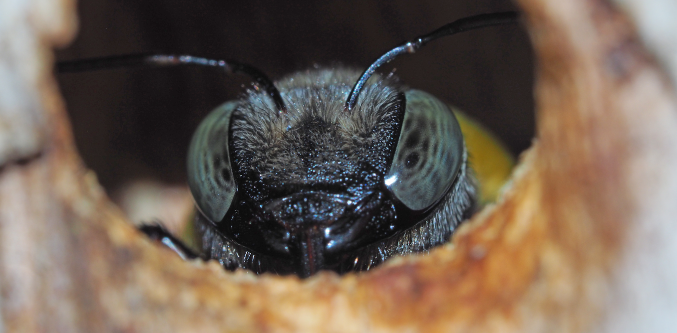 Big bees have the most to lose as global CO₂ levels rise: new research