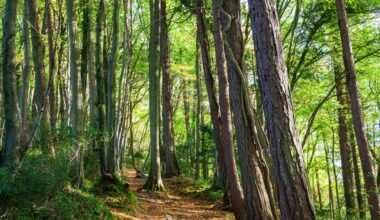Heatwaves: why British trees are shedding branches and dying