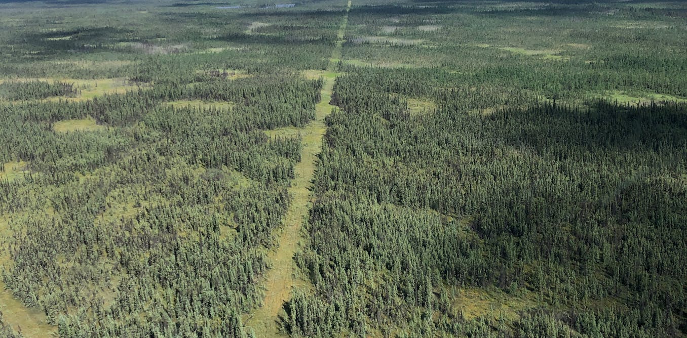 Industrial development is fragmenting Canada’s boreal forest. Governments should think carefully about future approvals
