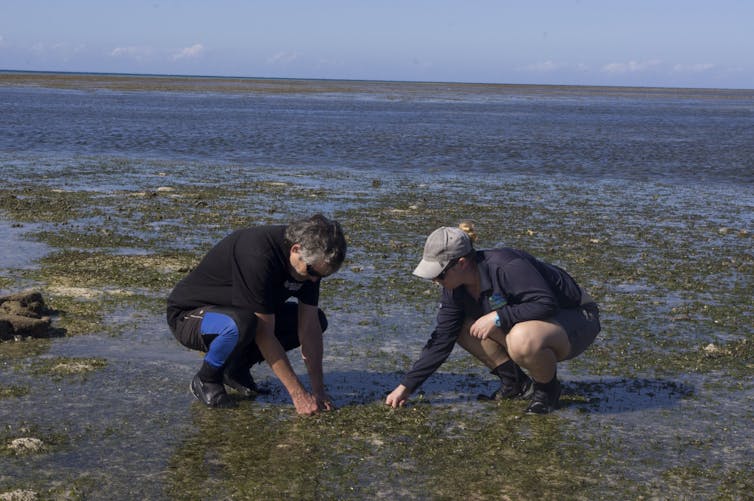 two researchers crouching down on seagrass meadow at low tide.