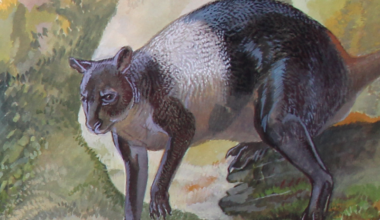 Giant kangaroos survived until 6,500 years ago on the New Guinea coast
