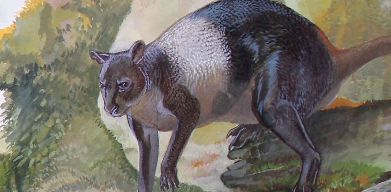 Giant kangaroos survived until 6,500 years ago on the New Guinea coast
