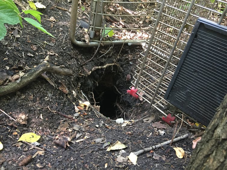 a grocery store trolley on its side in a woodland area near a hole dug in the ground
