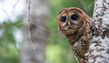How redefining one word strips the Endangered Species Act’s ability to protect vital habitat