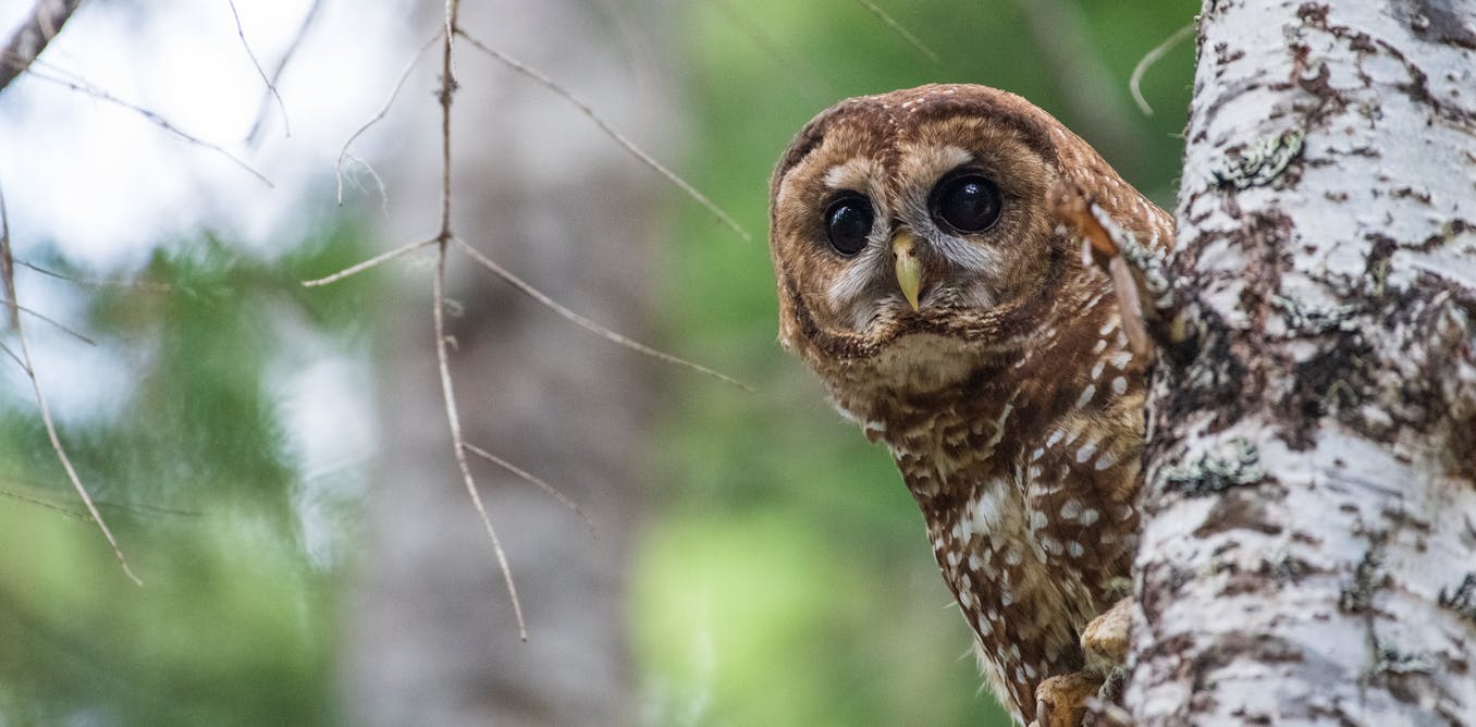 How redefining one word strips the Endangered Species Act’s ability to protect vital habitat